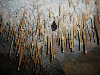 Natural Bridge Caverns caves